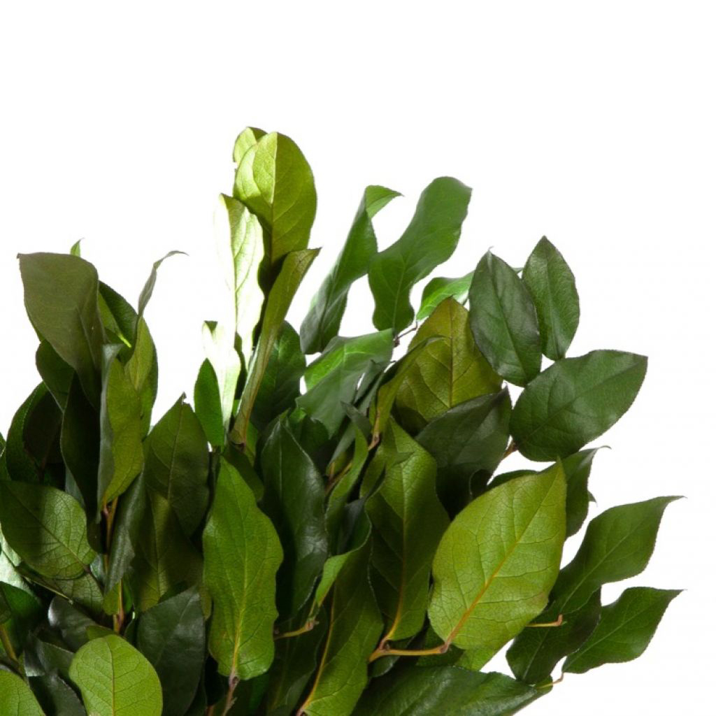Salal Verde - immagine 2