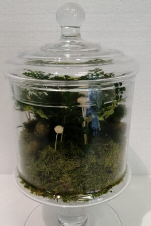 Terrarium verde stabilizzato