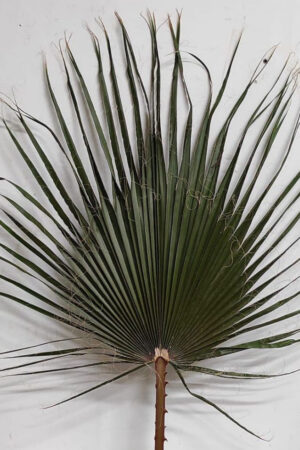 Washingtonia stabilizzata