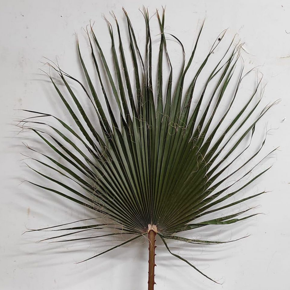 Washingtonia stabilizzata