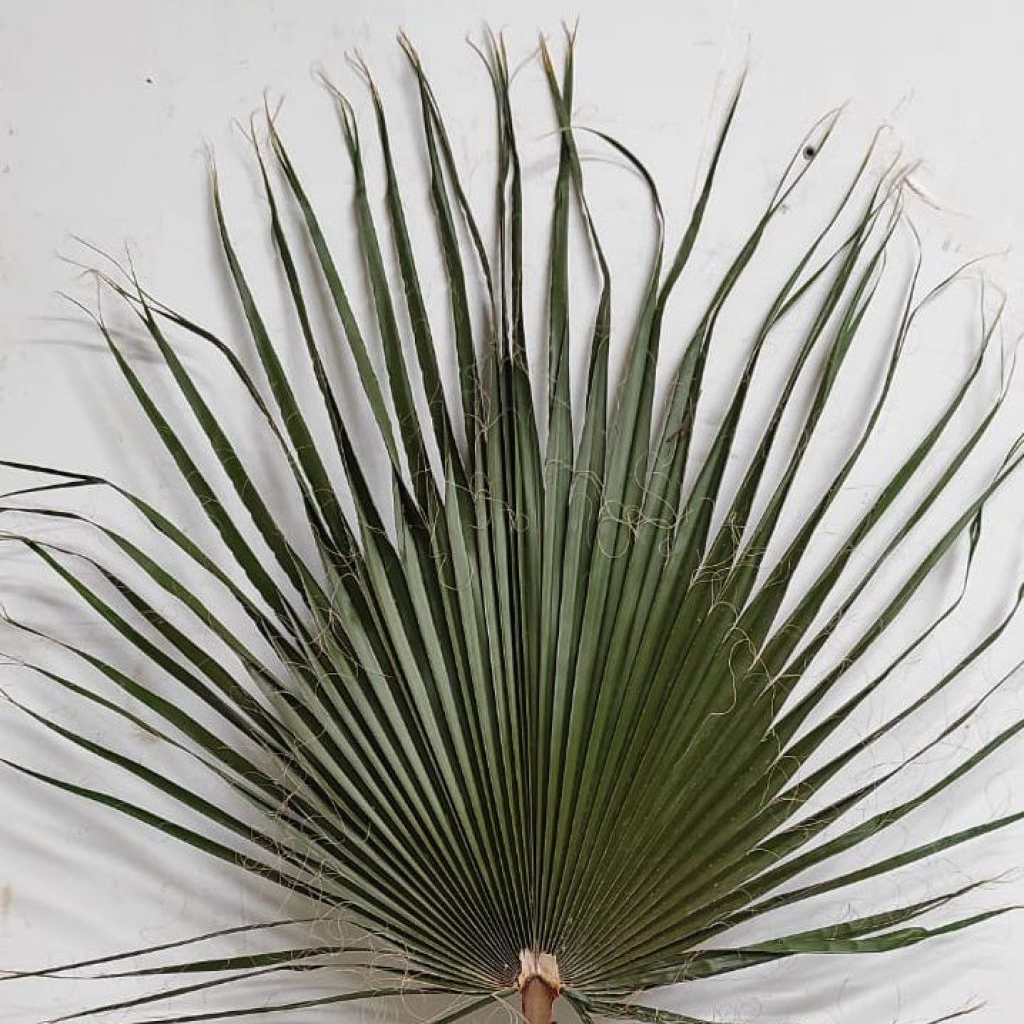 Washingtonia stabilizzata - immagine 2