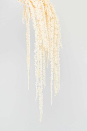 Amaranthus bianco stabilizzato