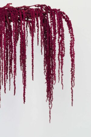 Amaranthus Burgundy