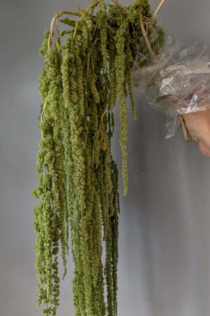 Amaranthus Verde Citron