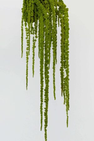 Amaranthus Verde Mandorla