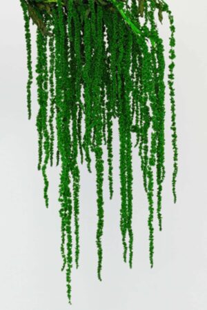 Amaranthus Verde scuro