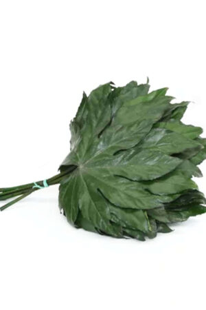 Aralia stabilizzata