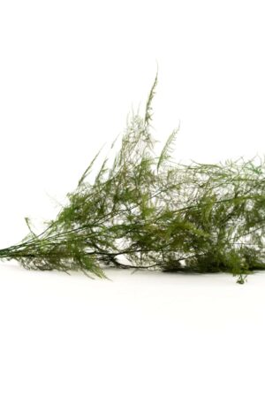 Asparagus plumosus