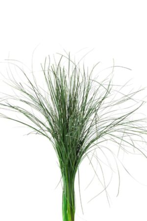 Beargrass verde