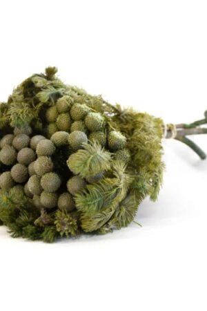 Brunia Verde Grigia