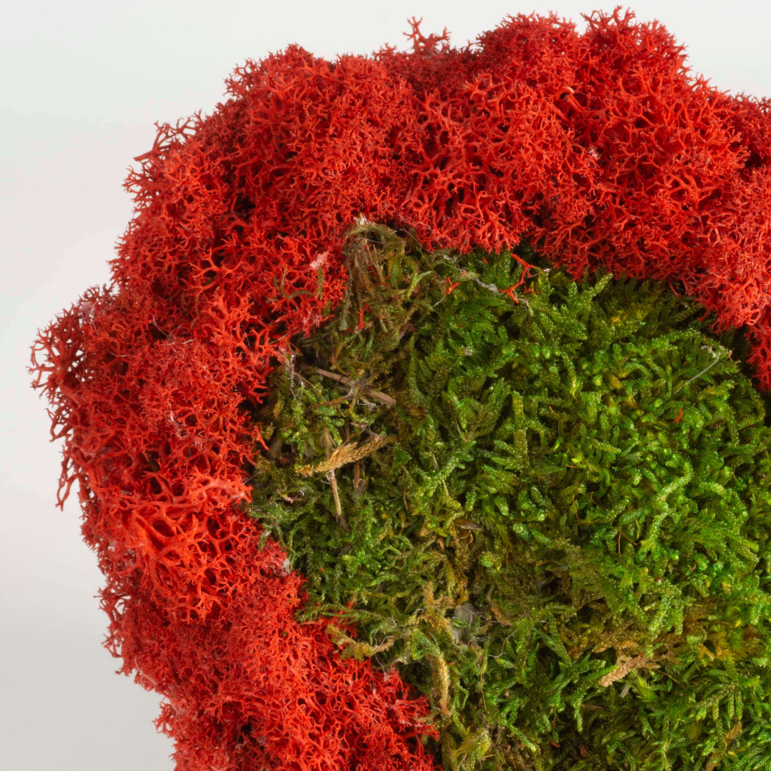 Cuore lichene rosso e muschio - immagine 3