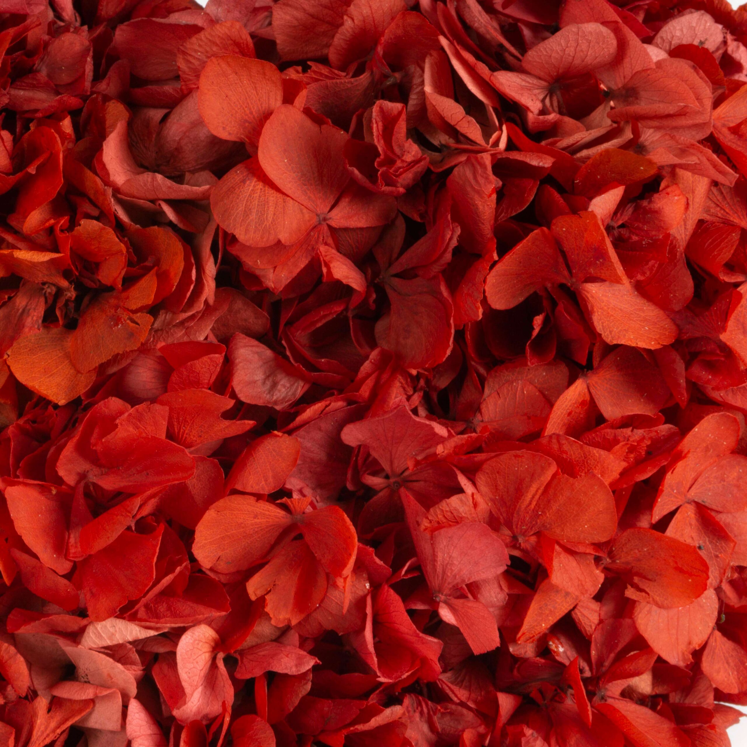Cuore di Ortensie - immagine 3