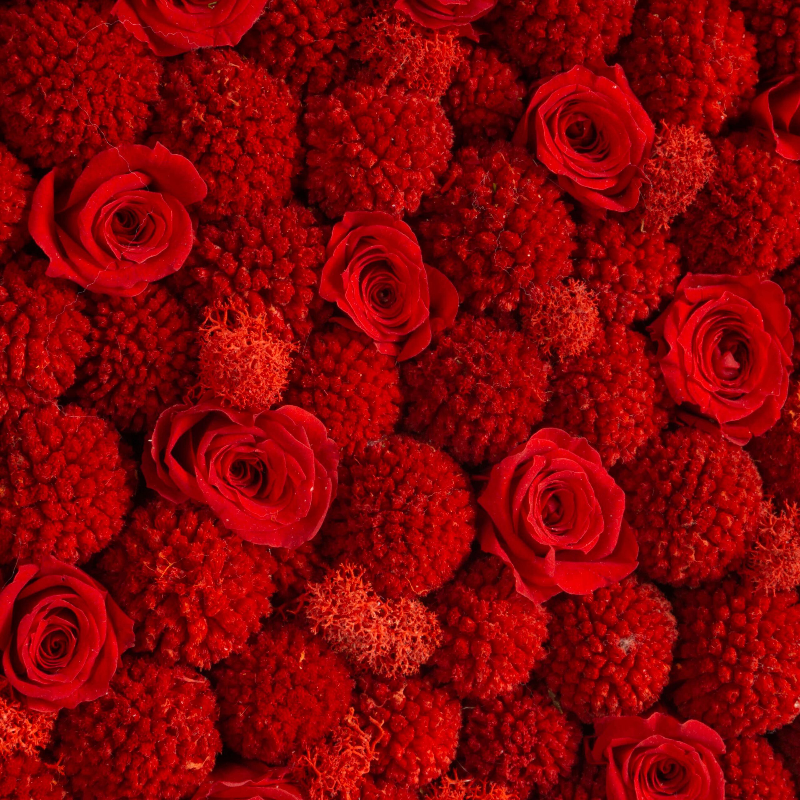 Cuore di Rose e Craspedia - immagine 2