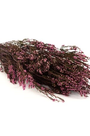 Erica mediterranea stabilizzata