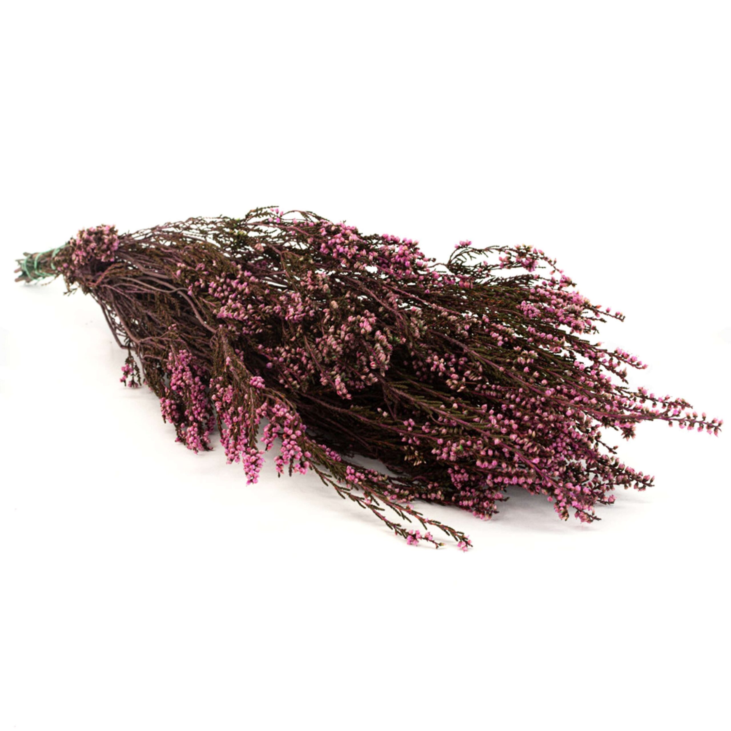 Erica mediterranea stabilizzata