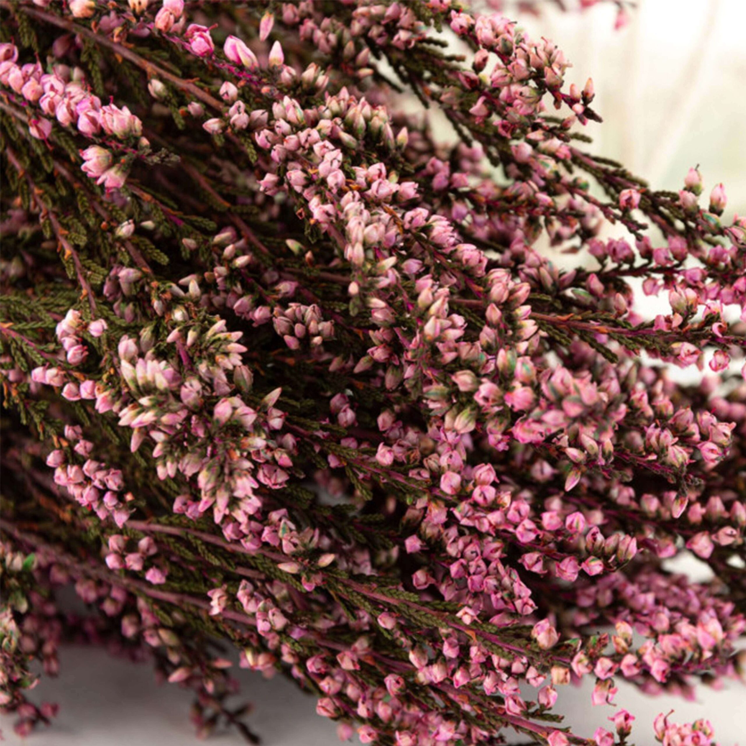 Erica mediterranea stabilizzata - immagine 3