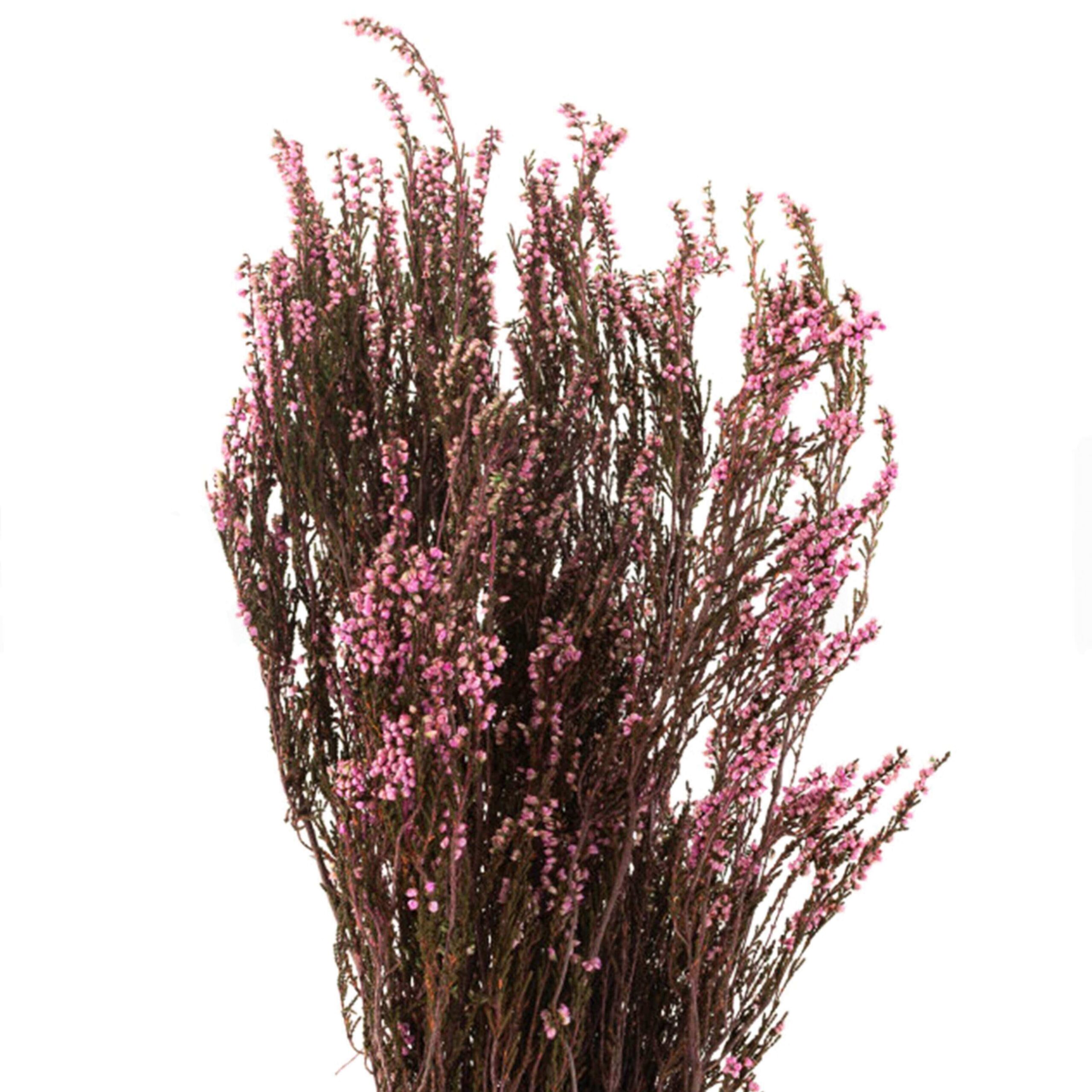 Erica mediterranea stabilizzata - immagine 2
