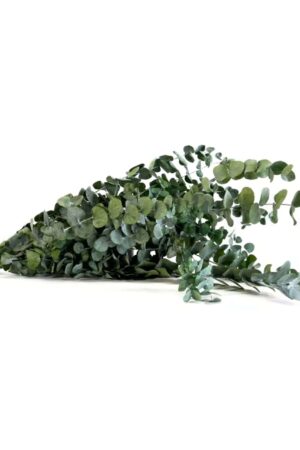 Eucalipto Cinerea