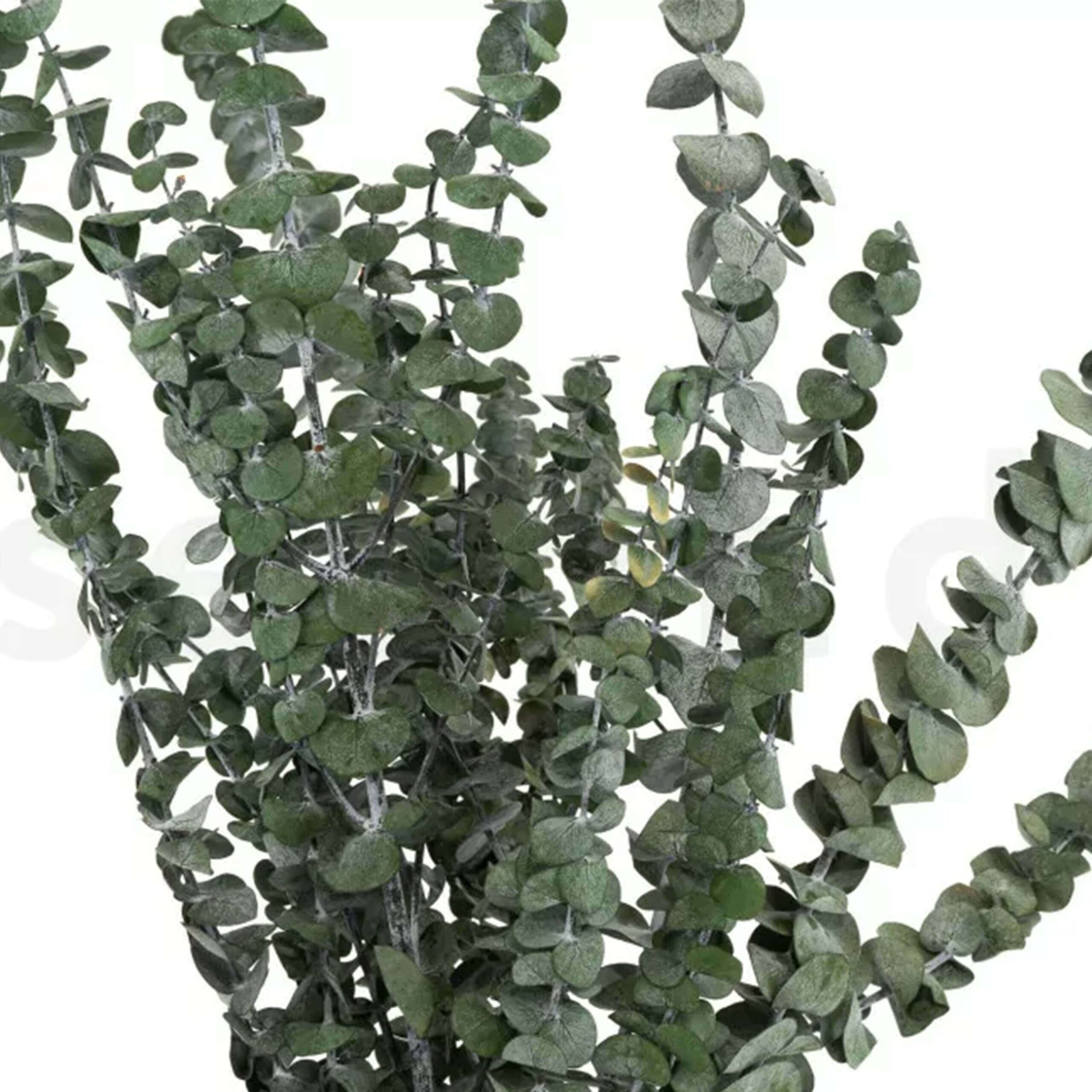 Eucalipto Baby Blue verde - immagine 3