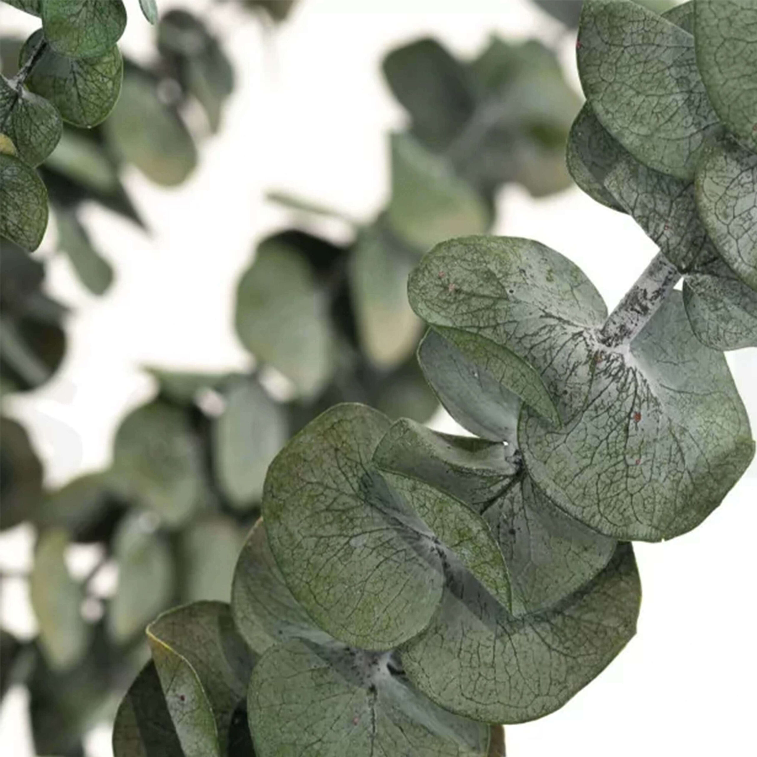 Eucalipto Baby Blue verde - immagine 4