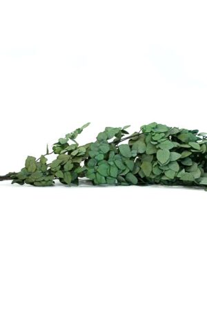 Stuartiana verde