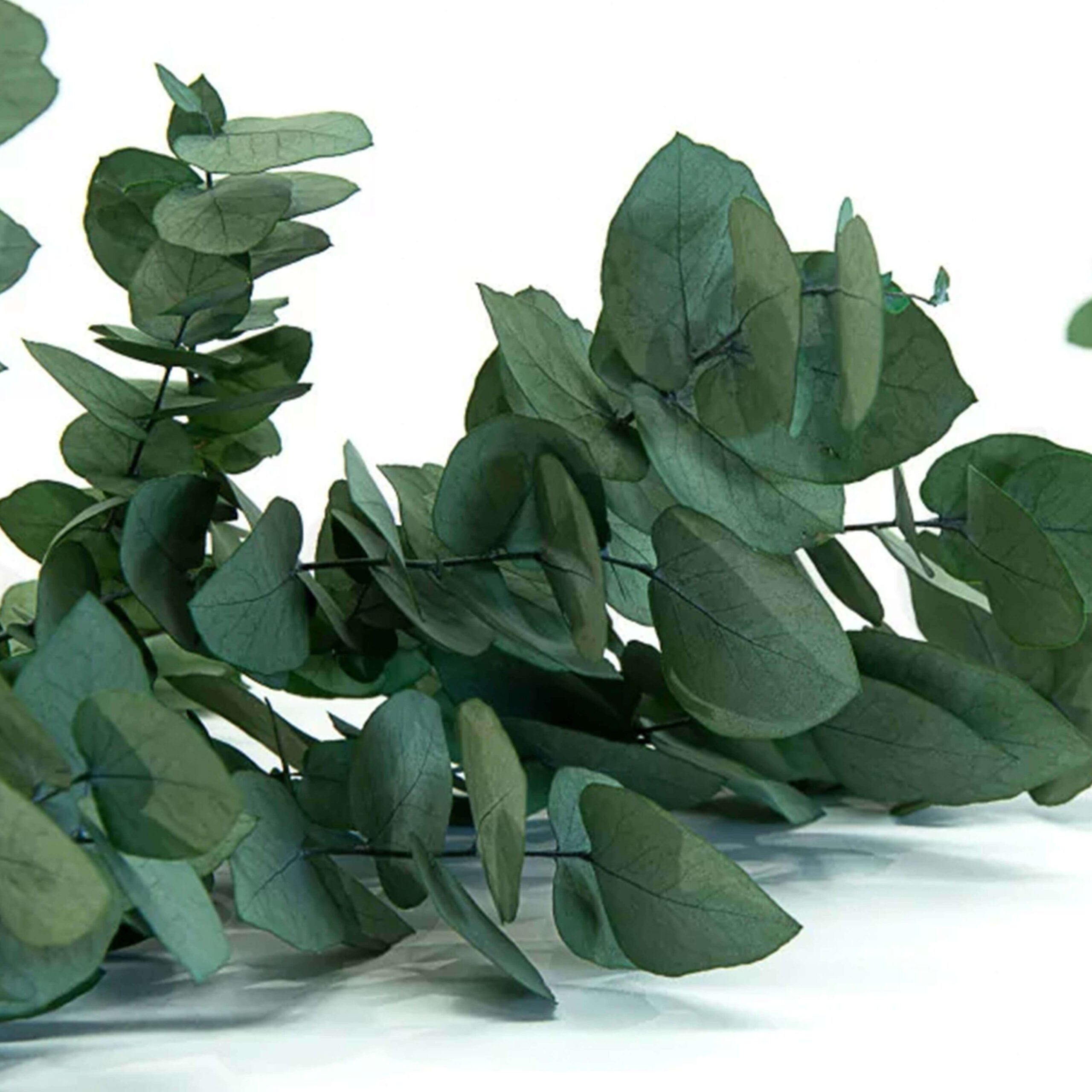 Stuartiana verde - immagine 3