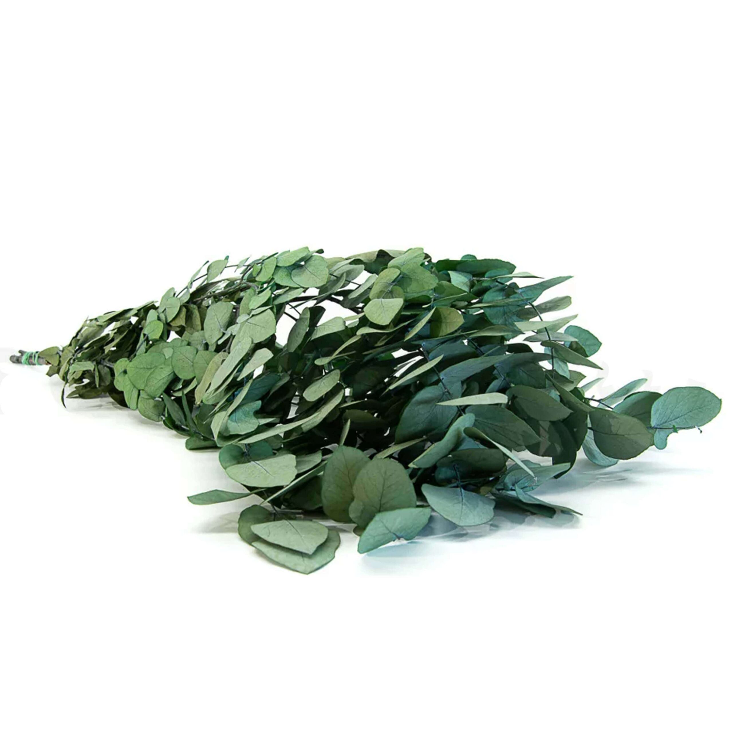 Stuartiana verde - immagine 2