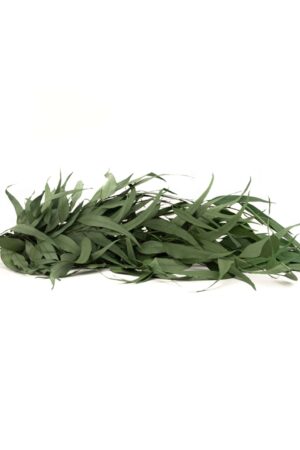 Eucalipto Willow