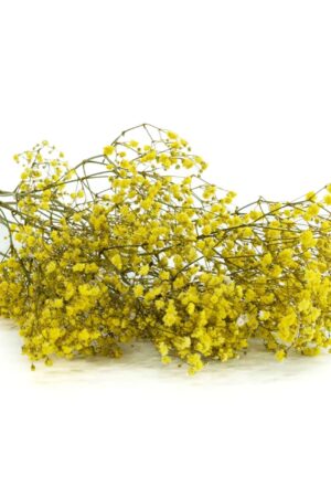 Gypsophila gialla stabilizzata