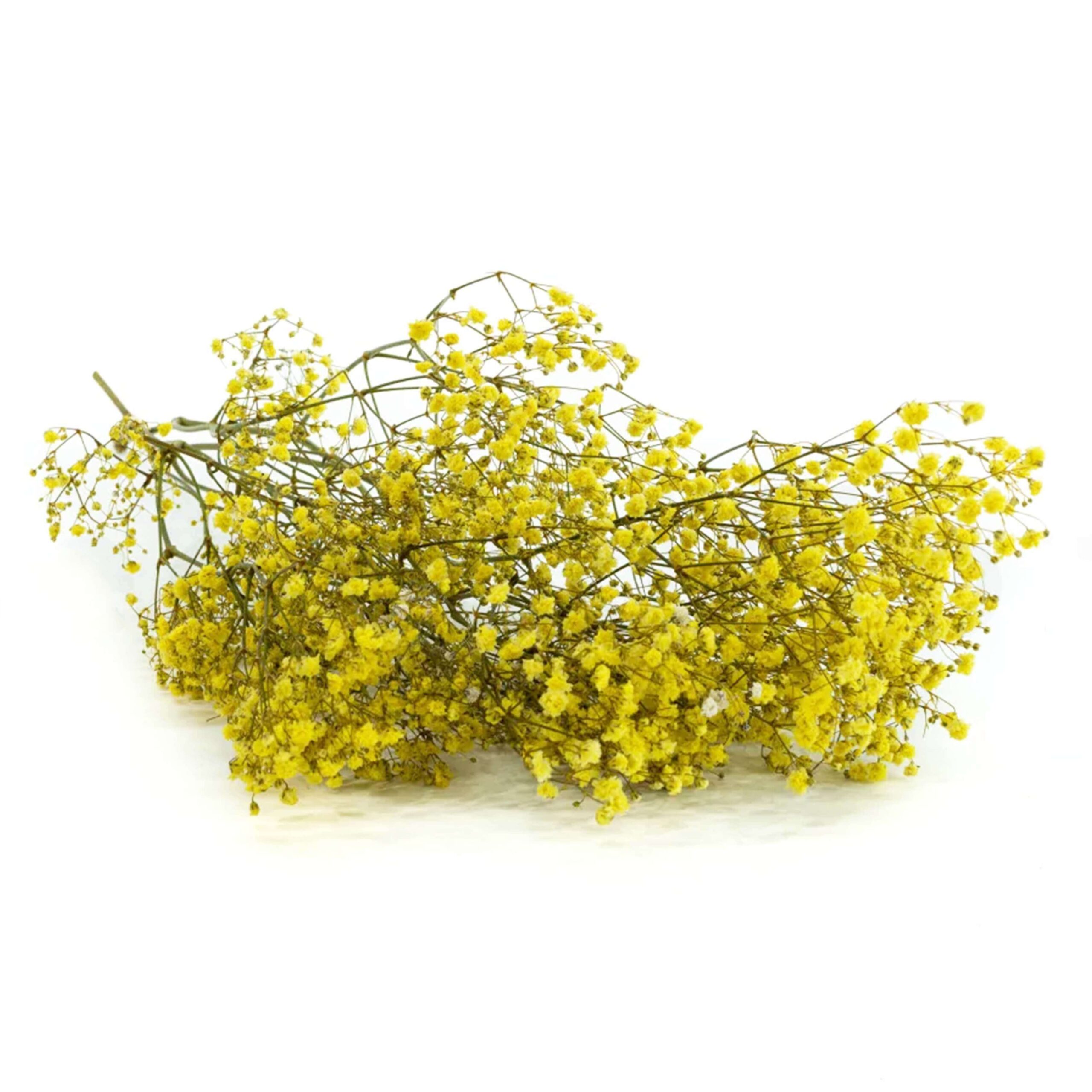 Gypsophila gialla stabilizzata