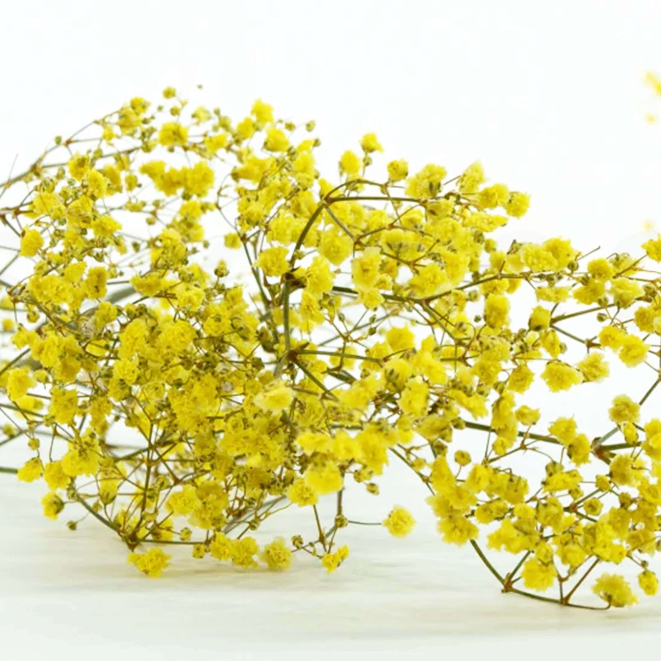 Gypsophila gialla stabilizzata - immagine 2