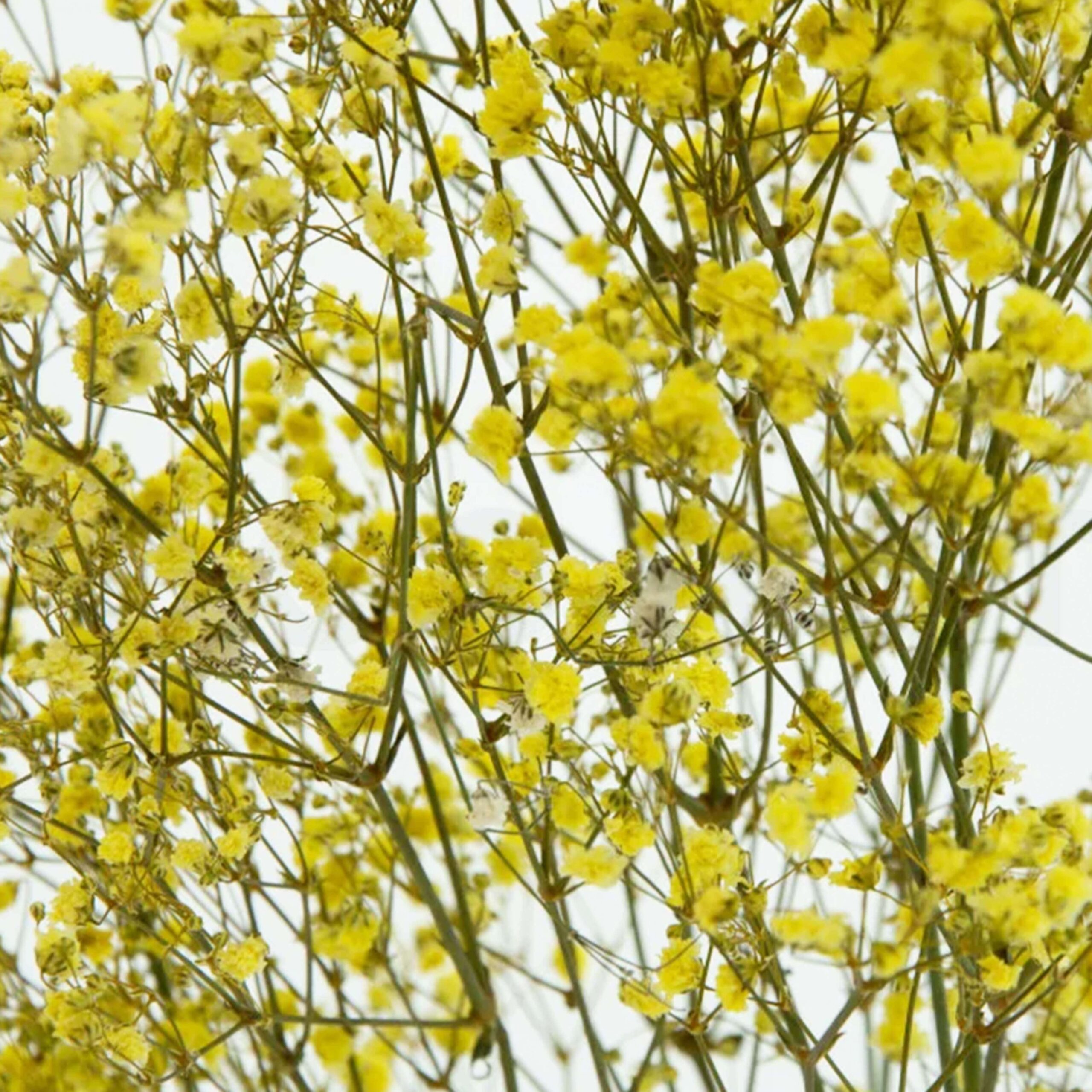 Gypsophila gialla stabilizzata - immagine 3