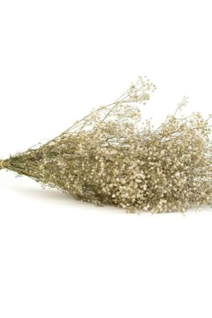 Gypsophila naturale stabilizzata