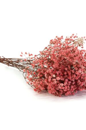 Gypsophila pastel pink stabilizzata