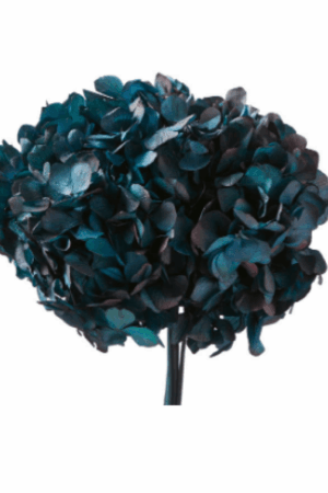 Hydrangea borgogna