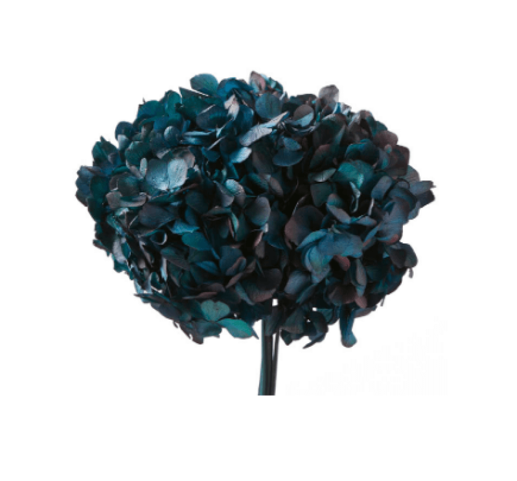 Hydrangea borgogna