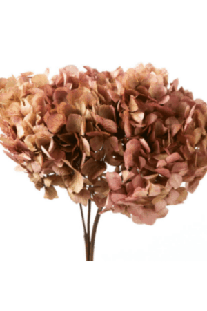 Hydrangea natural cream