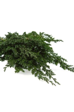 Juniperus stabilizzato
