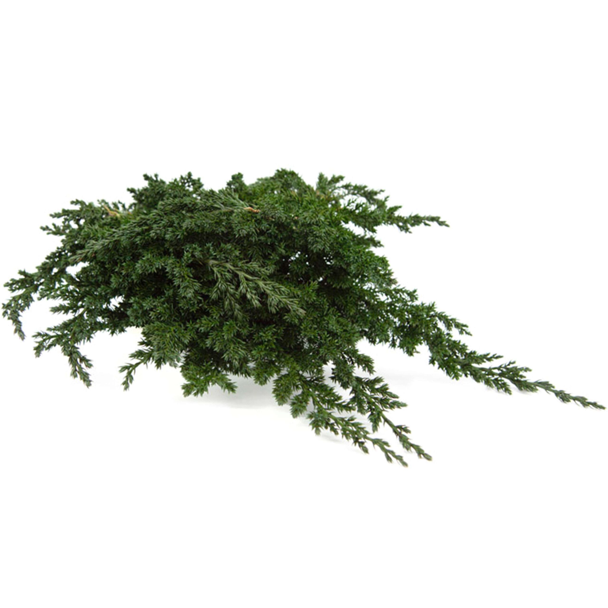 Juniperus stabilizzato