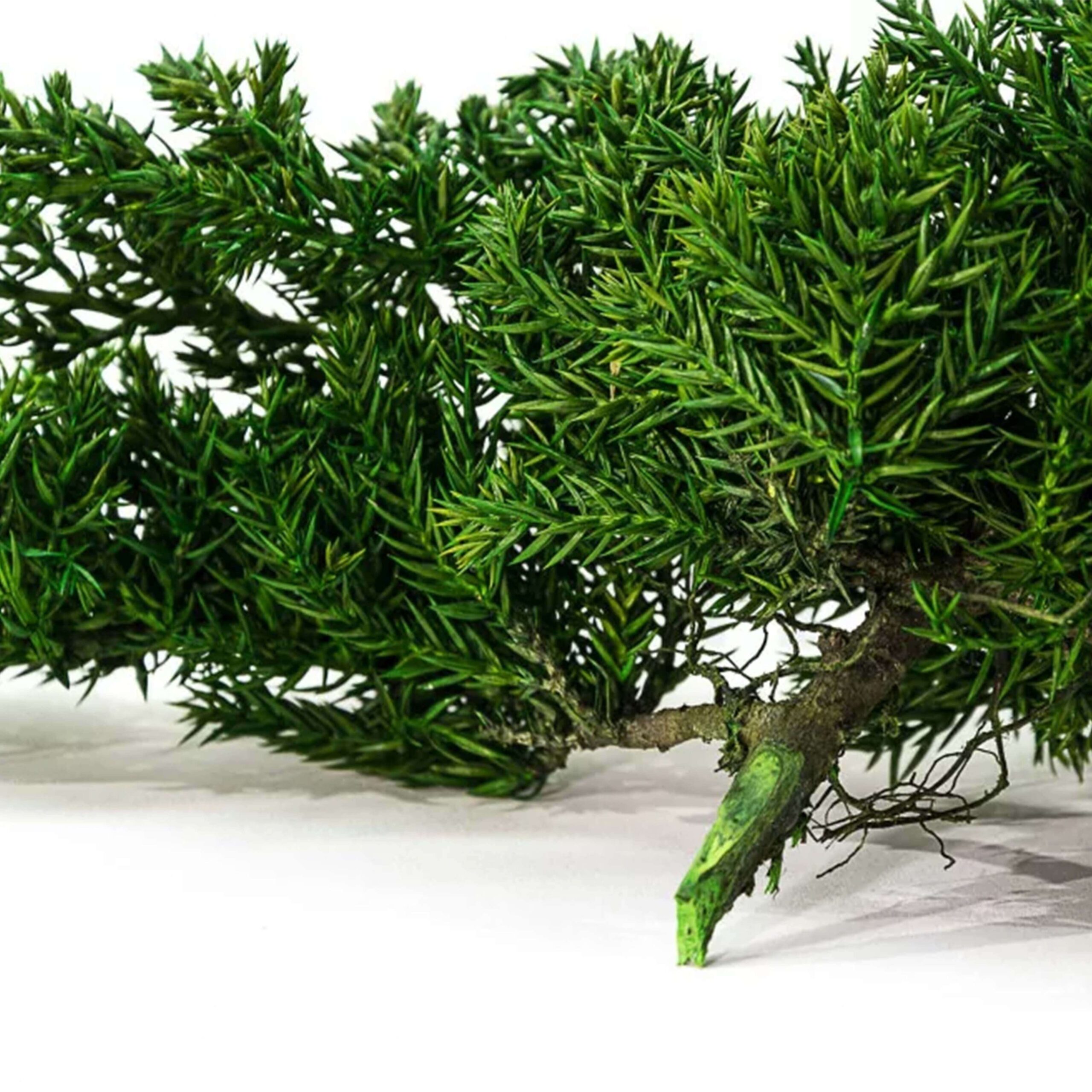 Juniperus stabilizzato - immagine 2