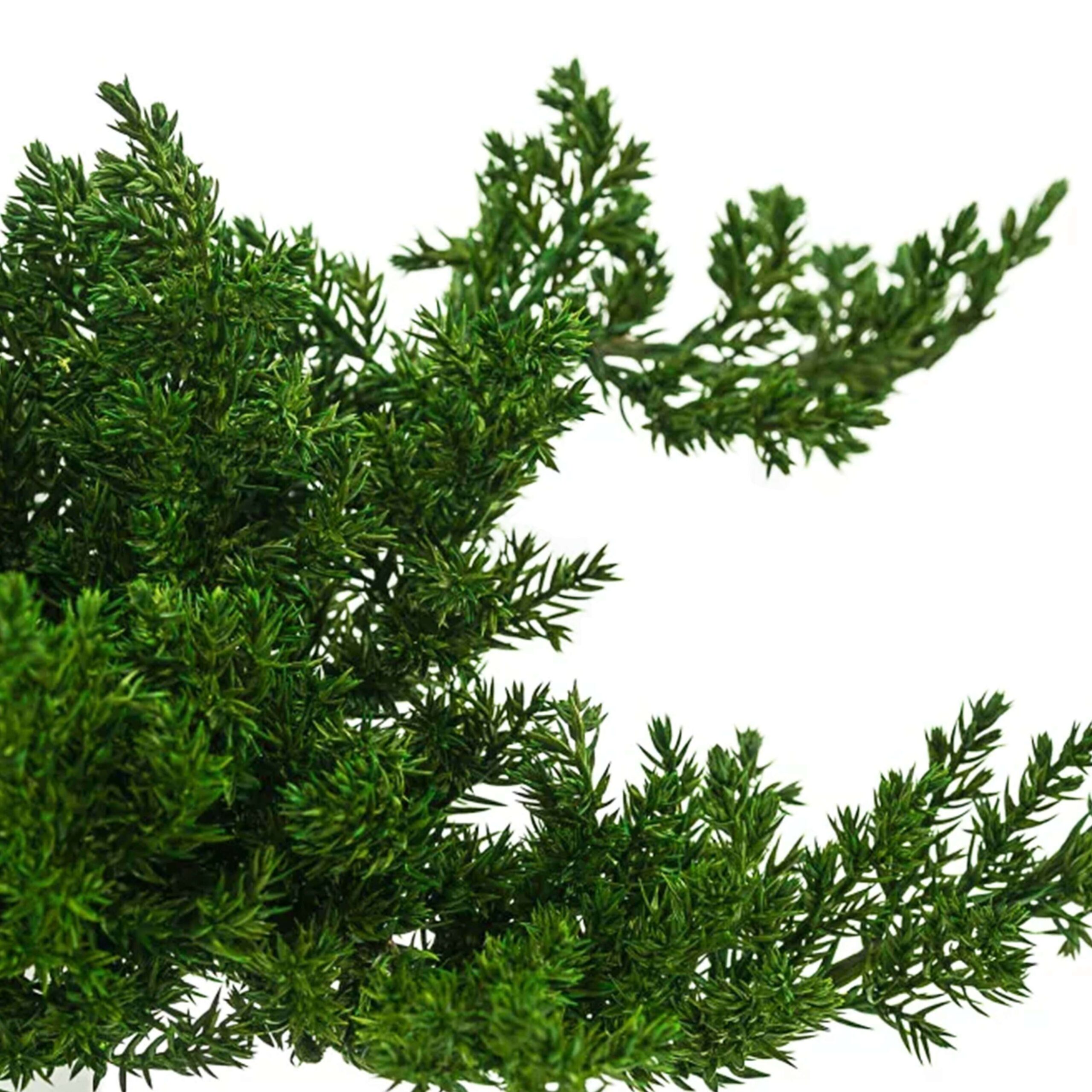 Juniperus stabilizzato - immagine 3
