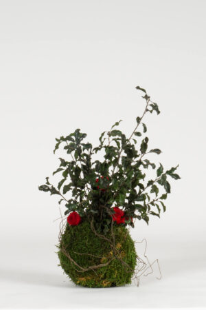 Kokedama Roses