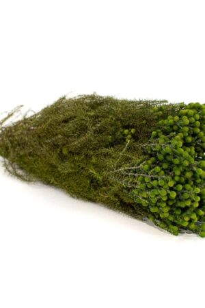 Lanuginosa verde