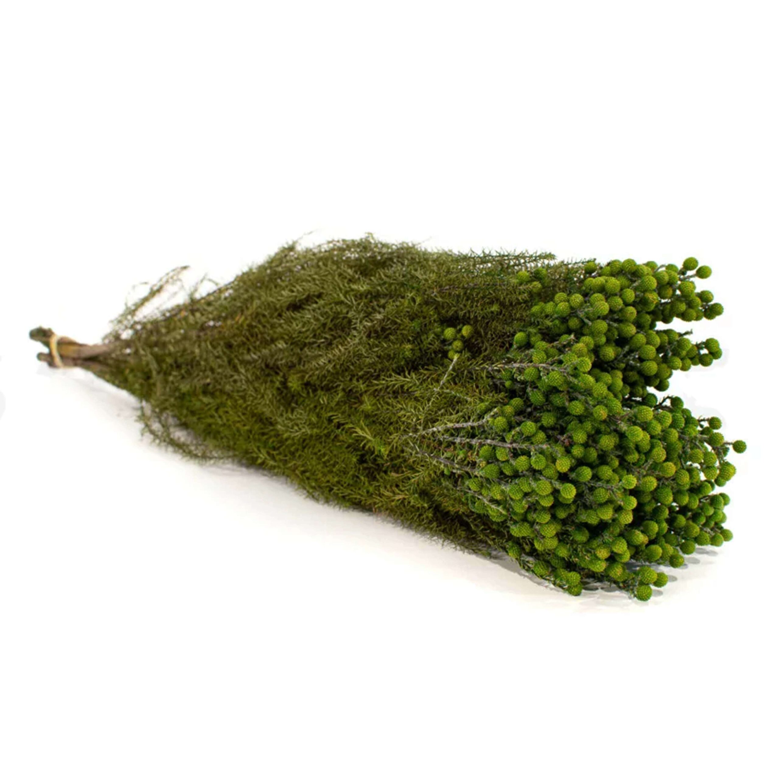 Lanuginosa verde