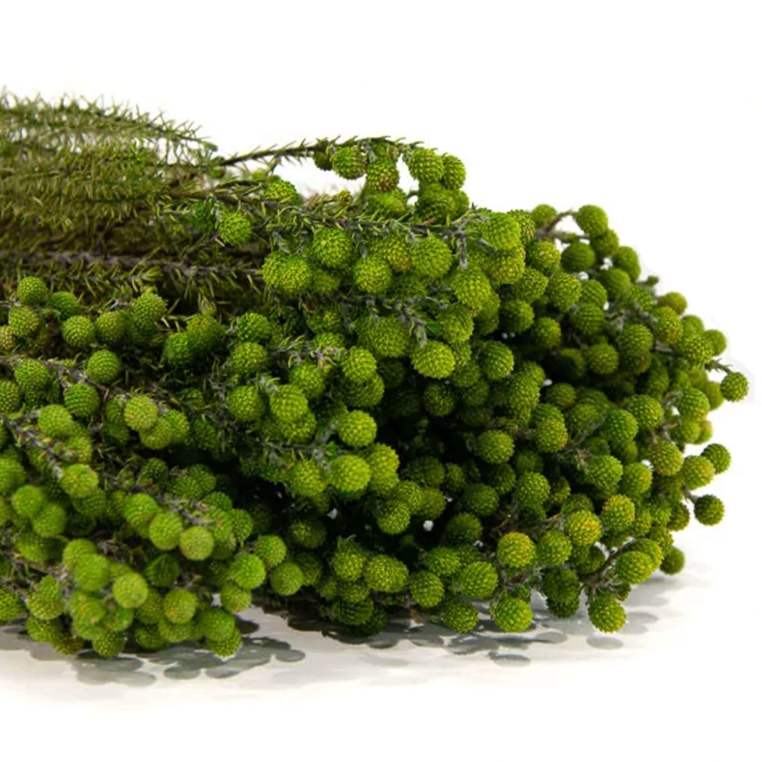 Lanuginosa verde - immagine 2