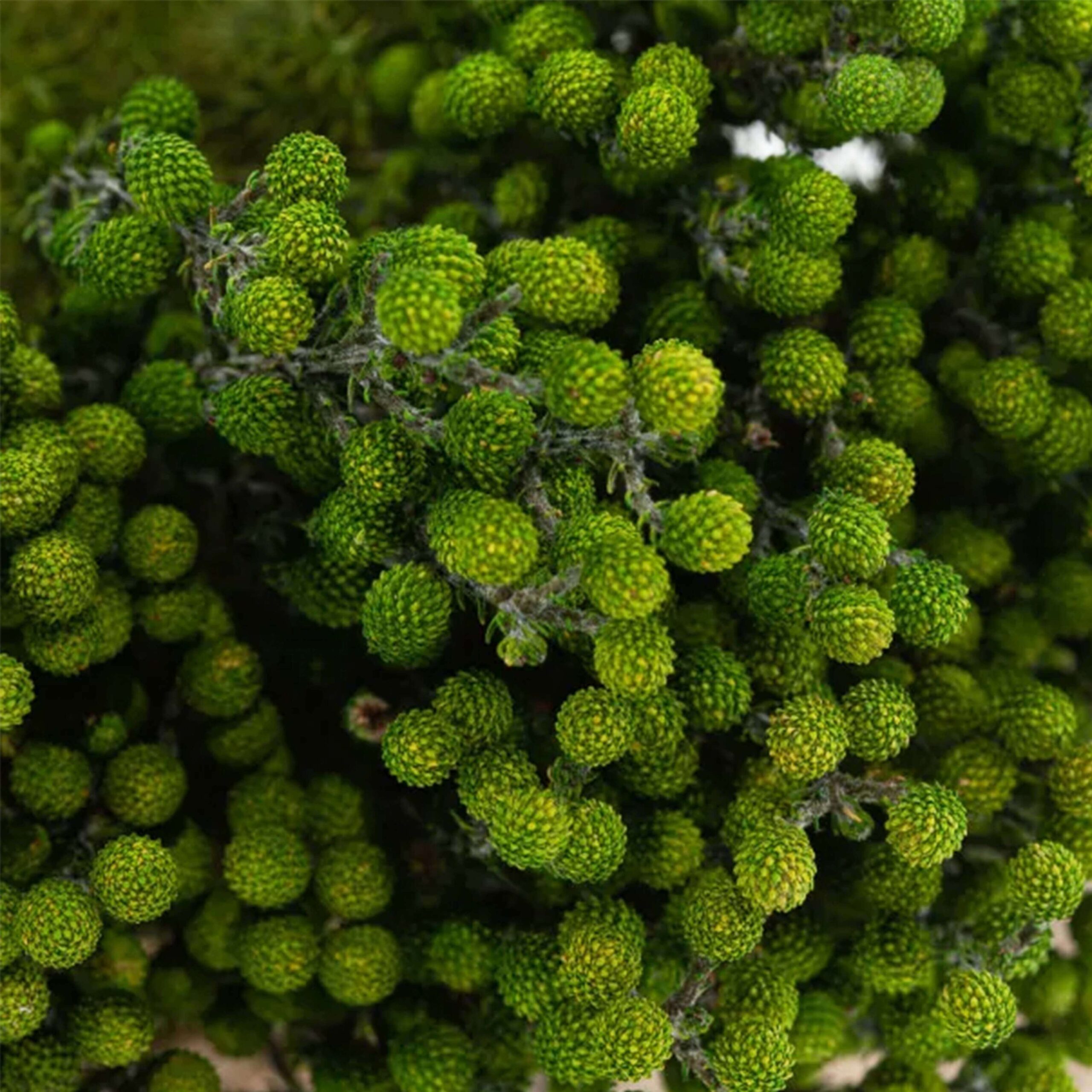 Lanuginosa verde - immagine 3