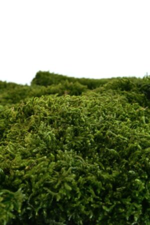 Muschio lungo sfuso Verde naturale