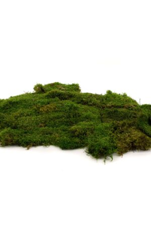 Muschio piatto Verde naturale 500
