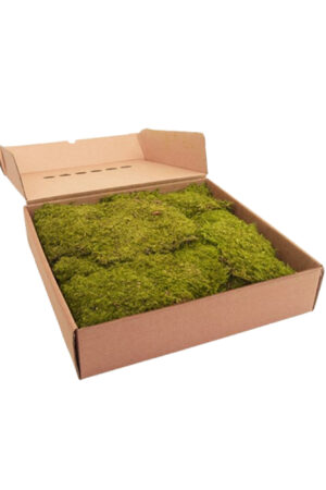 Box Muschio roccia verde chiaro
