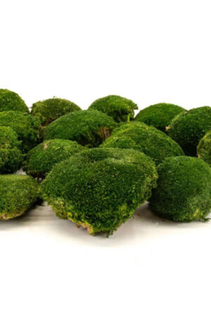 Muschio roccioso verde scuro